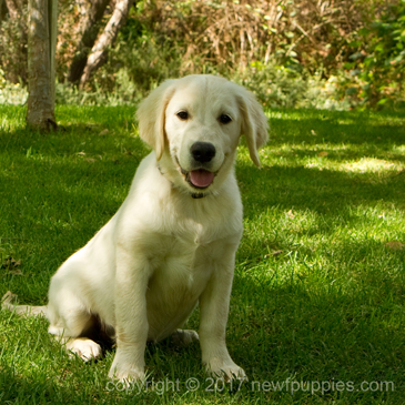 11 week old golden retriever puppy